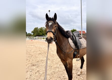 Cavallo da sella tedesco, Castrone, 3 Anni, 150 cm, Pelle di daino