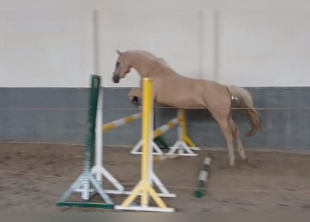 Cavallo da sella tedesco, Castrone, 3 Anni, 157 cm, Palomino