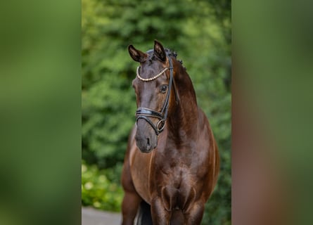 Cavallo da sella tedesco, Castrone, 3 Anni, 158 cm, Morello