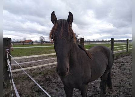 Cavallo da sella tedesco, Castrone, 3 Anni, 163 cm, Sauro scuro