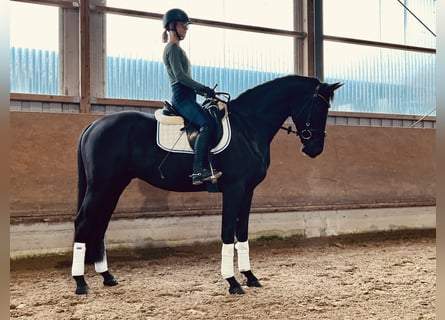 Cavallo da sella tedesco, Castrone, 3 Anni, 165 cm, Morello