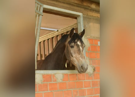 Cavallo da sella tedesco, Castrone, 3 Anni, 167 cm, Leardo