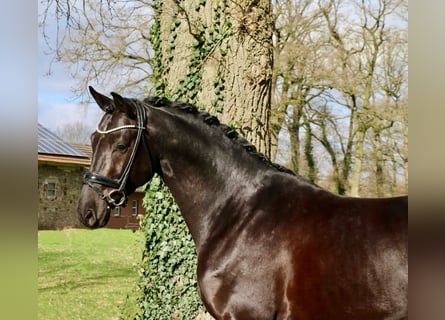 Cavallo da sella tedesco, Castrone, 4 Anni, 166 cm, Morello