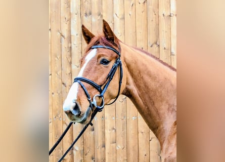 Cavallo da sella tedesco, Castrone, 4 Anni, 166 cm, Sauro