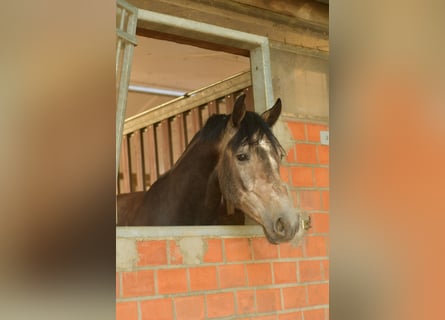 Cavallo da sella tedesco, Castrone, 4 Anni, 167 cm, Grigio ferro