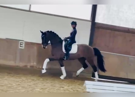 Cavallo da sella tedesco, Castrone, 4 Anni, 168 cm, Baio