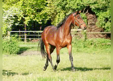 Cavallo da sella tedesco, Castrone, 4 Anni, 168 cm, Baio