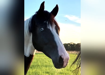 Cavallo da sella tedesco, Castrone, 4 Anni, 169 cm, Tobiano-tutti i colori