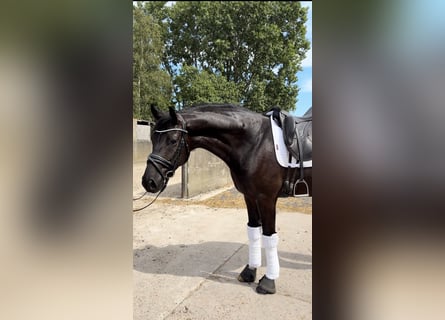 Cavallo da sella tedesco, Castrone, 5 Anni, 166 cm, Morello