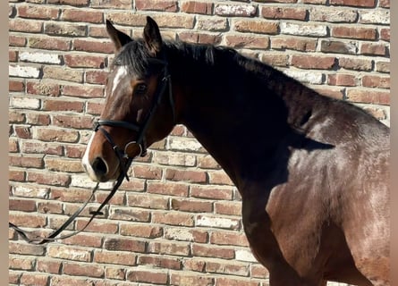 Cavallo da sella tedesco, Castrone, 5 Anni, 168 cm, Baio