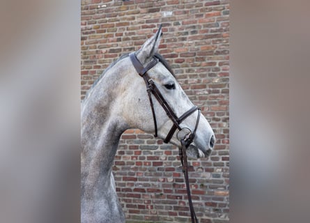 Cavallo da sella tedesco, Castrone, 5 Anni, 168 cm, Grigio