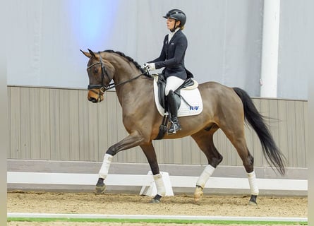 Cavallo da sella tedesco, Castrone, 5 Anni, Baio