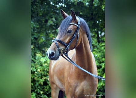 Cavallo da sella tedesco, Castrone, 6 Anni, 158 cm, Baio
