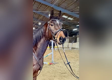 Cavallo da sella tedesco, Castrone, 6 Anni, 160 cm, Baio