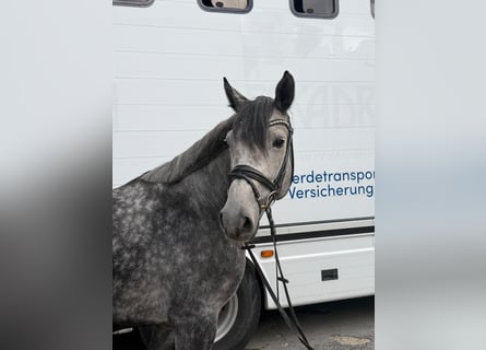 Cavallo da sella tedesco, Castrone, 6 Anni, 160 cm, Grigio pezzato