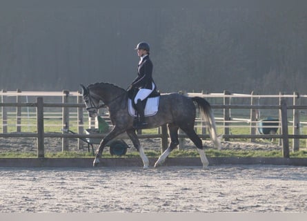 Cavallo da sella tedesco, Castrone, 6 Anni, 163 cm, Leardo