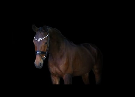 Cavallo da sella tedesco, Castrone, 6 Anni, 168 cm, Baio