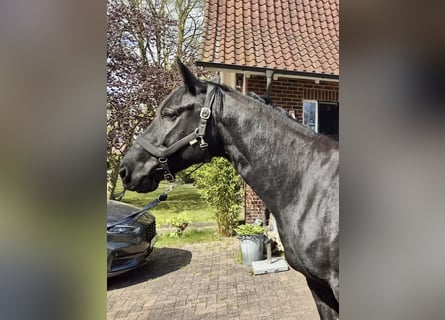 Cavallo da sella tedesco, Castrone, 6 Anni, 168 cm, Baio nero