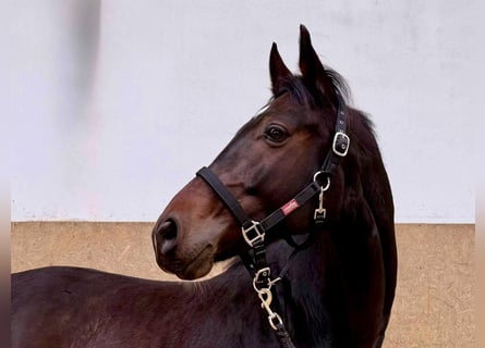 Cavallo da sella tedesco, Castrone, 6 Anni, 170 cm, Baio scuro