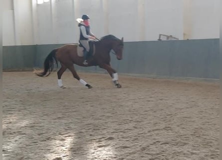 Cavallo da sella tedesco, Castrone, 8 Anni, 175 cm, Baio