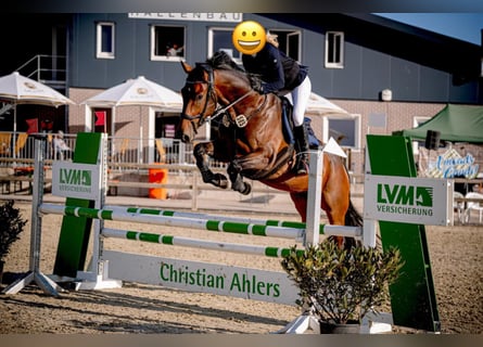 Cavallo da sella tedesco, Castrone, 8 Anni, 175 cm, Baio scuro