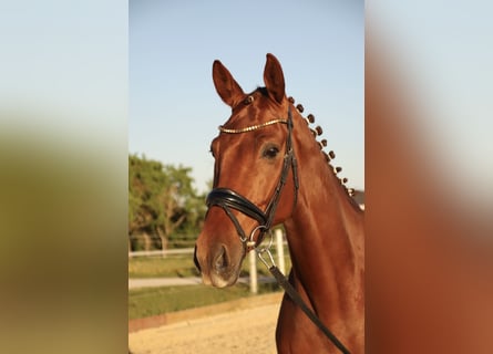 Cavallo da sella tedesco, Castrone, 8 Anni, 180 cm, Sauro