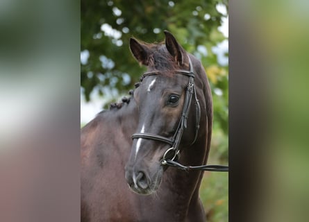 Cavallo da sella tedesco, Castrone, 9 Anni, 169 cm, Baio scuro