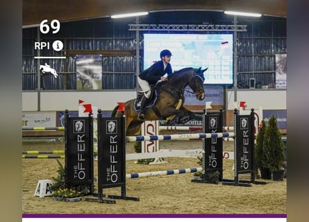 Cavallo da sella tedesco, Castrone, 9 Anni, 172 cm, Baio scuro