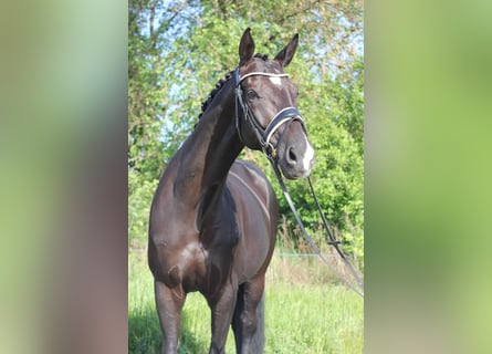 Cavallo da sella tedesco, Castrone, 9 Anni, 173 cm, Baio scuro
