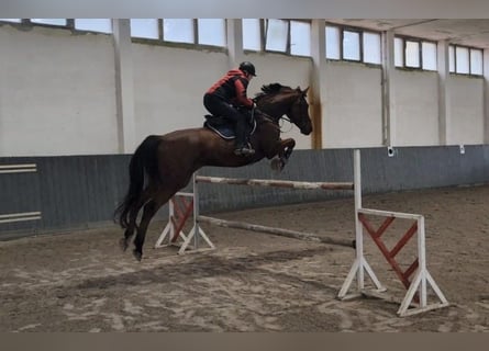 Cavallo da sella tedesco, Castrone, 9 Anni, 175 cm, Baio