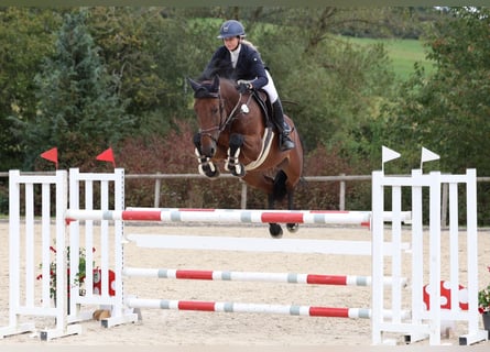 Cavallo da sella tedesco, Giumenta, 10 Anni, 168 cm, Baio