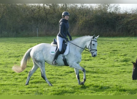 Cavallo da sella tedesco, Giumenta, 10 Anni, 168 cm, Grigio