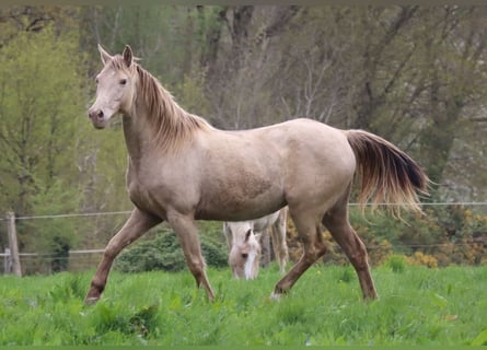 Cavallo da sella tedesco, Giumenta, 15 Anni, 150 cm, Champagne