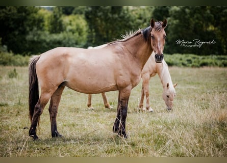 Cavallo da sella tedesco, Giumenta, 16 Anni, 152 cm, Falbo