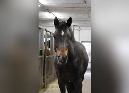 Cavallo da sella tedesco, Giumenta, 17 Anni, 167 cm, Baio scuro
