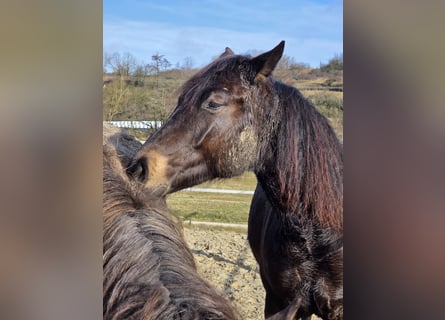 Cavallo da sella tedesco, Giumenta, 2 Anni, 149 cm, Falbo