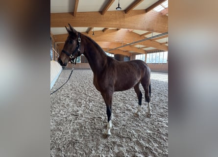 Cavallo da sella tedesco, Giumenta, 3 Anni, 168 cm, Baio