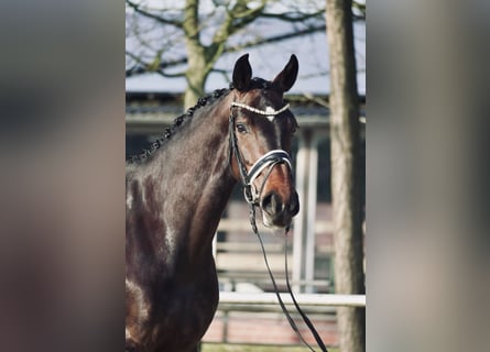 Cavallo da sella tedesco, Giumenta, 4 Anni, 166 cm, Baio