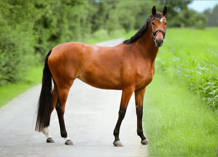 Cavallo da sella tedesco, Giumenta, 4 Anni, 167 cm, Baio