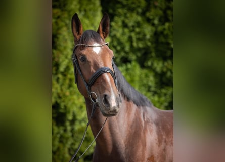Cavallo da sella tedesco, Giumenta, 4 Anni, 168 cm, Baio