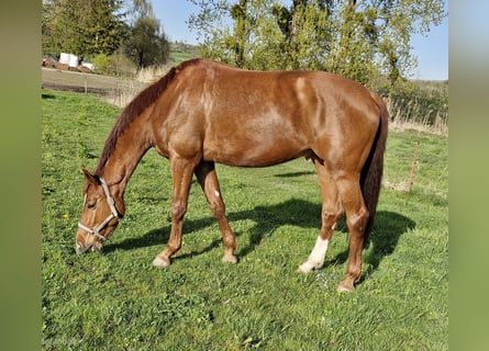 Cavallo da sella tedesco, Giumenta, 4 Anni, 177 cm, Sauro