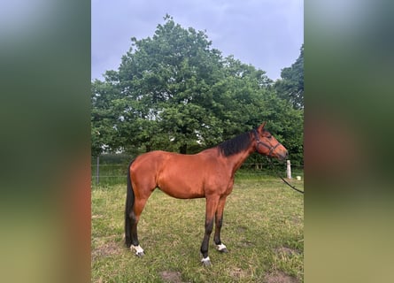 Cavallo da sella tedesco, Giumenta, 5 Anni, 165 cm, Baio