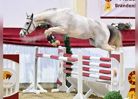 Cavallo da sella tedesco, Giumenta, 5 Anni, 168 cm, Pezzato