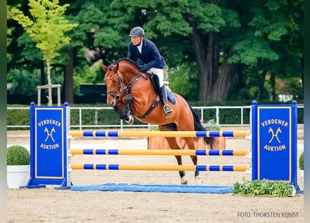 Cavallo da sella tedesco, Giumenta, 5 Anni, 169 cm, Baio