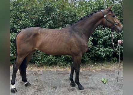Cavallo da sella tedesco, Giumenta, 5 Anni, 170 cm, Baio