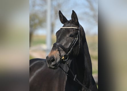 Cavallo da sella tedesco, Giumenta, 5 Anni, 171 cm, Baio scuro