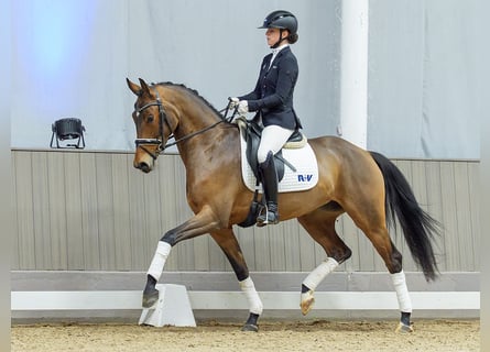 Cavallo da sella tedesco, Giumenta, 5 Anni, Baio