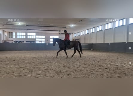 Cavallo da sella tedesco, Giumenta, 6 Anni, 158 cm, Sauro