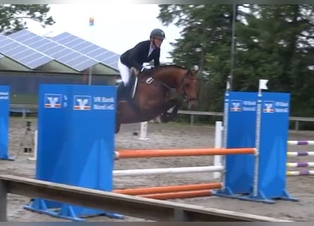 Cavallo da sella tedesco, Giumenta, 6 Anni, 164 cm, Baio