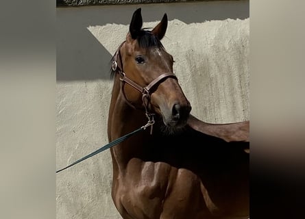 Cavallo da sella tedesco, Giumenta, 6 Anni, 168 cm, Baio